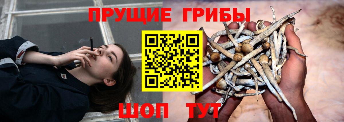 Галлюциногенные грибы Камень-на-Оби